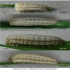 chaz briseis larva3 volg